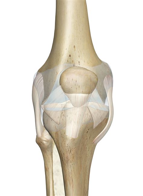 The Knee Joint: Anatomy and 3D Illustrations