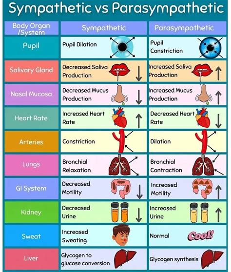 Sympathetic Vs Parasympathetic Chart