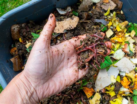 Image result for Worm Composting Tips