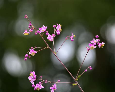 Download wallpaper 1280x1024 talinum, flowers, petals, branch standard ...