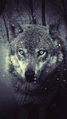Wolf Wallpaper 4k Iphone by Wolf Wallpaper For Iphone 11 Pro Max X 8 7 6 Free Wolf Wallpaper 4k Iphone