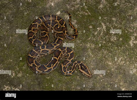 Image result for Python Bivittatus