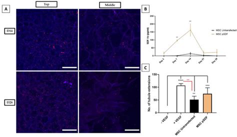 Development of a Gene-Activated Scaffold Incorporating Multifunctional ...