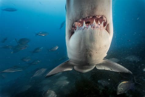 Megalodon Sightings National Geographic