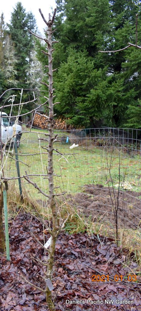 Image result for Pruning Columnar Apple Trees