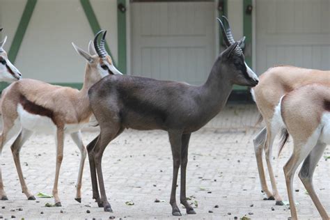 Image result for Springbok No. 1