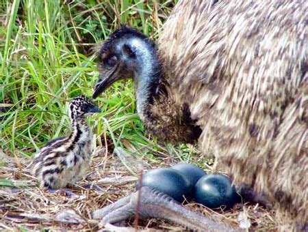 Poultry:: Emu:: ReproductionAnimal Husbandry :: Home