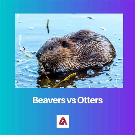Beavers vs Otters: Difference and Comparison