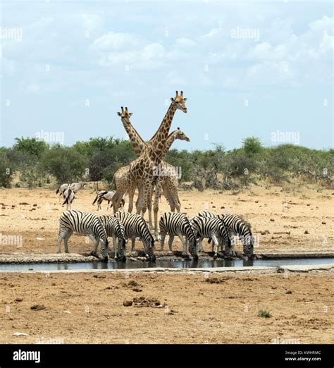 Zebra And Giraffe Mixlion