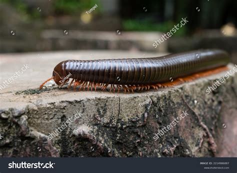 Millipedes Included Phylum Arthropoda Animals Jointed Stock Photo 2214986887 | Shutterstock