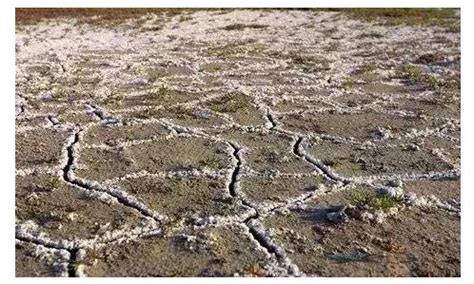 土壤盐碱化不仅仅是因为过度灌溉