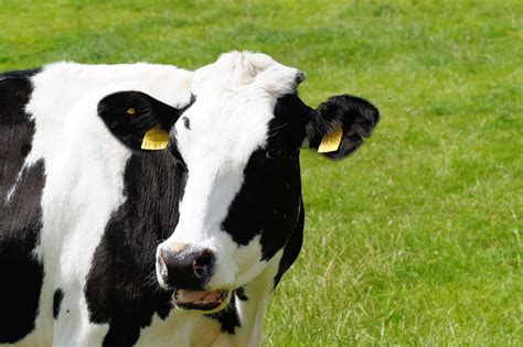 Cattle Vector Art Vector Product Product Recipe
