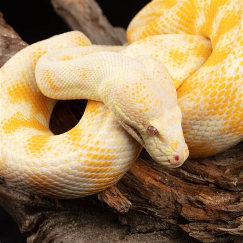 Image result for Albion Carpet Python