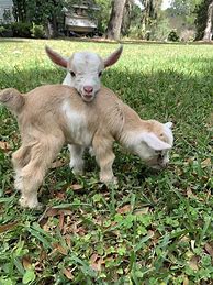 Image result for Cute Baby Farm Animals