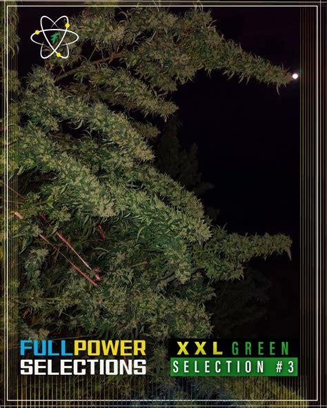 Order XXL Green, Selection #3 Regular Seeds - High Yield
