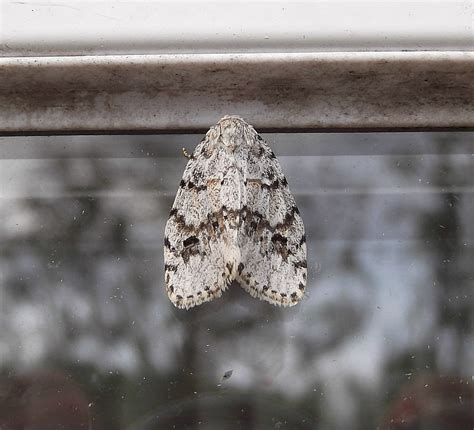 37 Common Black and White Moths (Pictures And Identification)