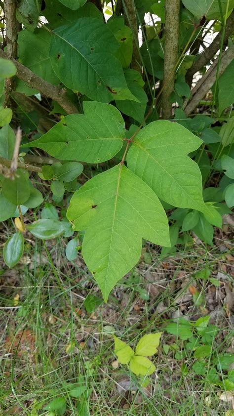 Is this poison ivy : r/houseplants
