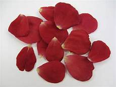 Petals Photo by Flower Petals Wallpapers High Quality Free Petals Photo