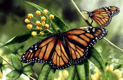 4K, 5K, 6K, 7K, Insects, Butterflies, Monarch butterfly, HD Wallpaper ...