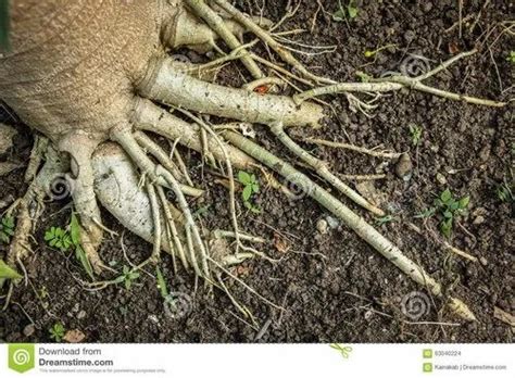 LEAF & ROOT HERBS - Ashwagandha Dry Root Trader - Wholesaler ...