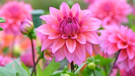 Image result for Pattern Using Easy Angle