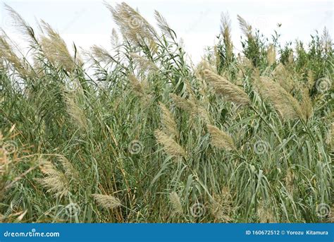 Giant Reed Or Arundo Donax Tall Perennial Cane Densely Growing Plants ...