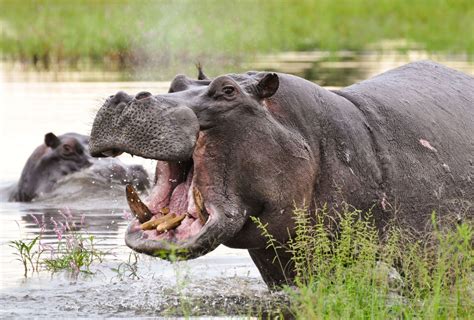 Hippo Are They Endangered