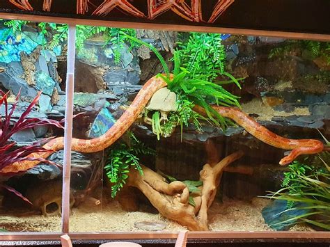Corn snake cage with rocky background | Snake enclosure, Corn snake ...