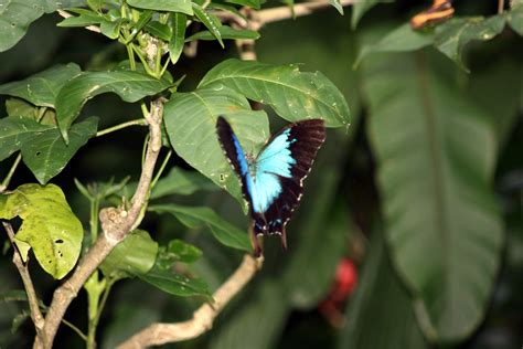 Ulysses Butterfly (Papilio ulysses); Image ONLY
