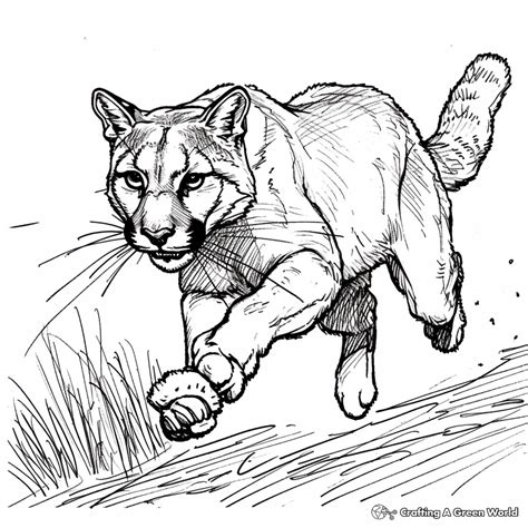 Cougar Coloring Pages - Free & Printable!