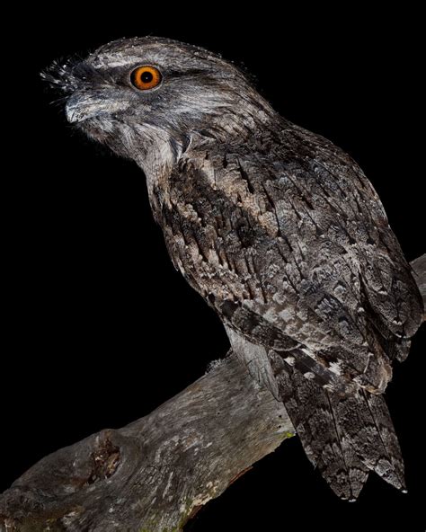 Why Do Birds Chirp at Night? - Bird Helpful