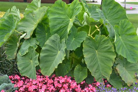 How To Cut Elephant Ear Plants at Susanne Lumpkin blog