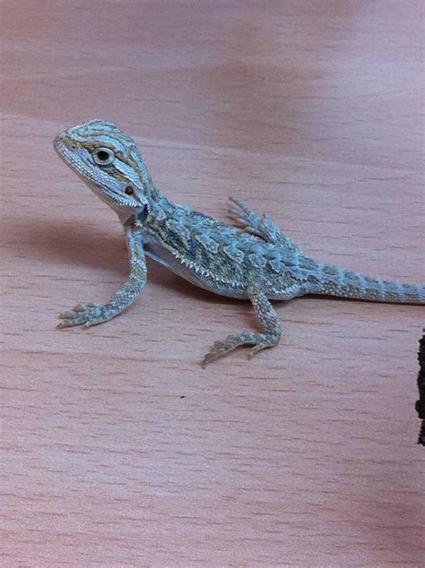 Are Blue Lights Bad For Bearded Dragons at Ben Birtwistle blog