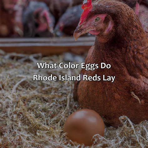 At What Age Do Rhode Island Reds Start Laying Eggs at Sandra Mcgregor blog