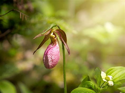 Lady Slipper Orchid Flower