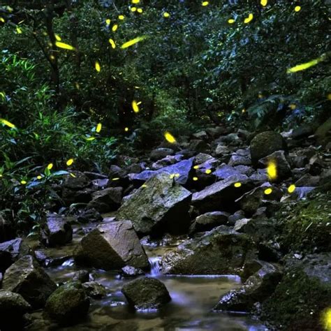 版纳植物园帮助勐仑开展萤火虫保护宣传工作----中国科学院西双版纳热带植物园
