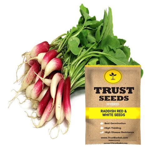 Buy Radish Seeds online | Best Radish Seeds in India-TrustBasket