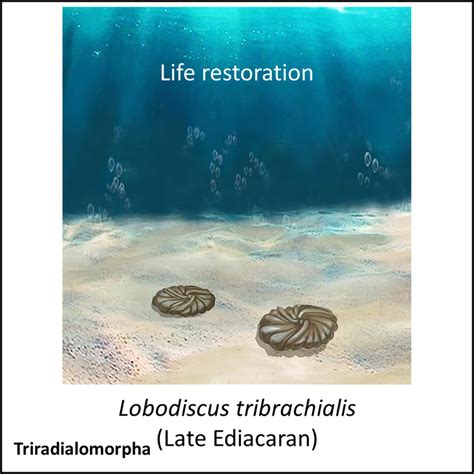 Evolution of Animals 的图像结果