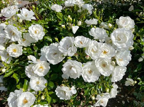 Perennial Flowers Come Back Every Year at Trevor Roy blog