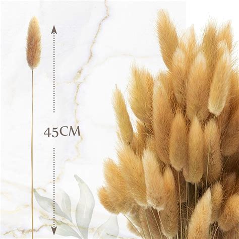 Buy Natural Dried Bunny Tail Grass - 60 Pieces, 17 Off White Dried ...