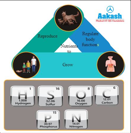 Nutrient cycle: Definition, Types, Examples & Carbon cycle | AESL
