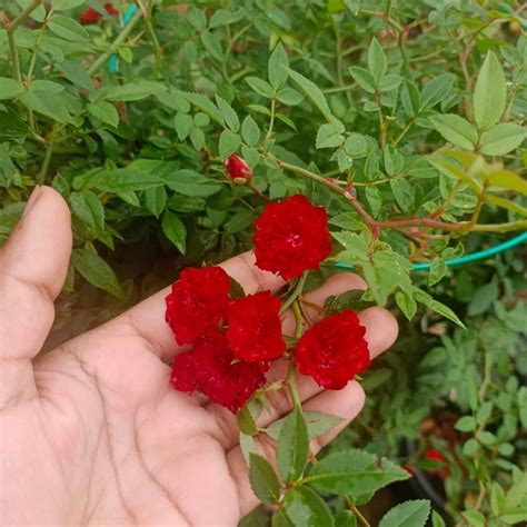 Red Creeper/Climber Rose Live Plant – Seed2Plant