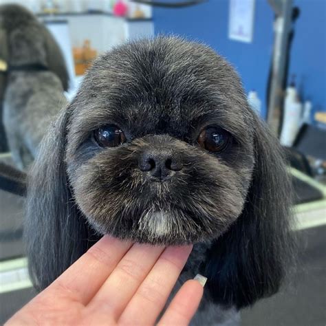 Puppy Grooming Styles for Your Adorable Dog