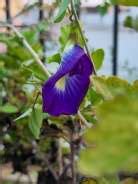 Samsung Galaxy S21 FE 5G (128 GB Storage, 8 GB RAM) Online at Best ...