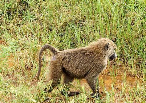 Image result for Baboon Behavior