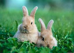 Image result for Funny Little Bunnies