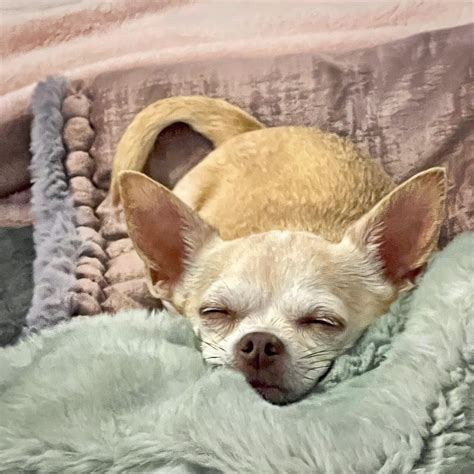 Only Two Of Roxy’s Many Weird Sleep Positions : r/Unorthodog