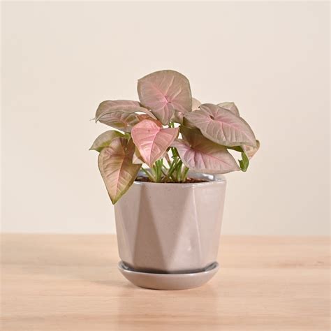Buy Syngonium Pink Plant | Vibrant, Low-Maintenance, and Ready to ...