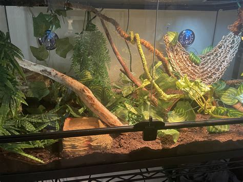 Image result for My First Ball Python