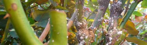 Image result for Scale Insect Control